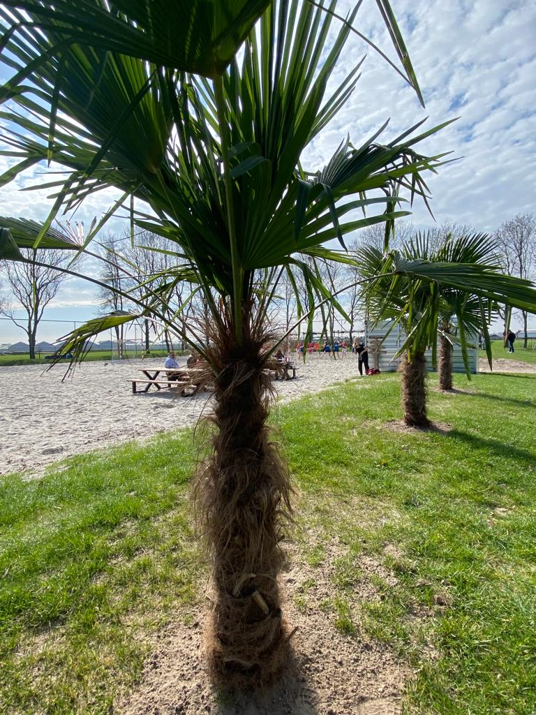 Palmbomen sieren KDO beachpark